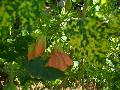 Flowering Maple, Parlor Maple
